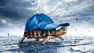 black and brown turtle with blue cap illustration, atmosphere, rain, hat, turtle