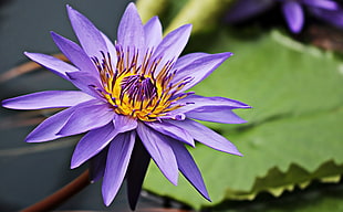 purple Lotus flower in closeup photo at daytime