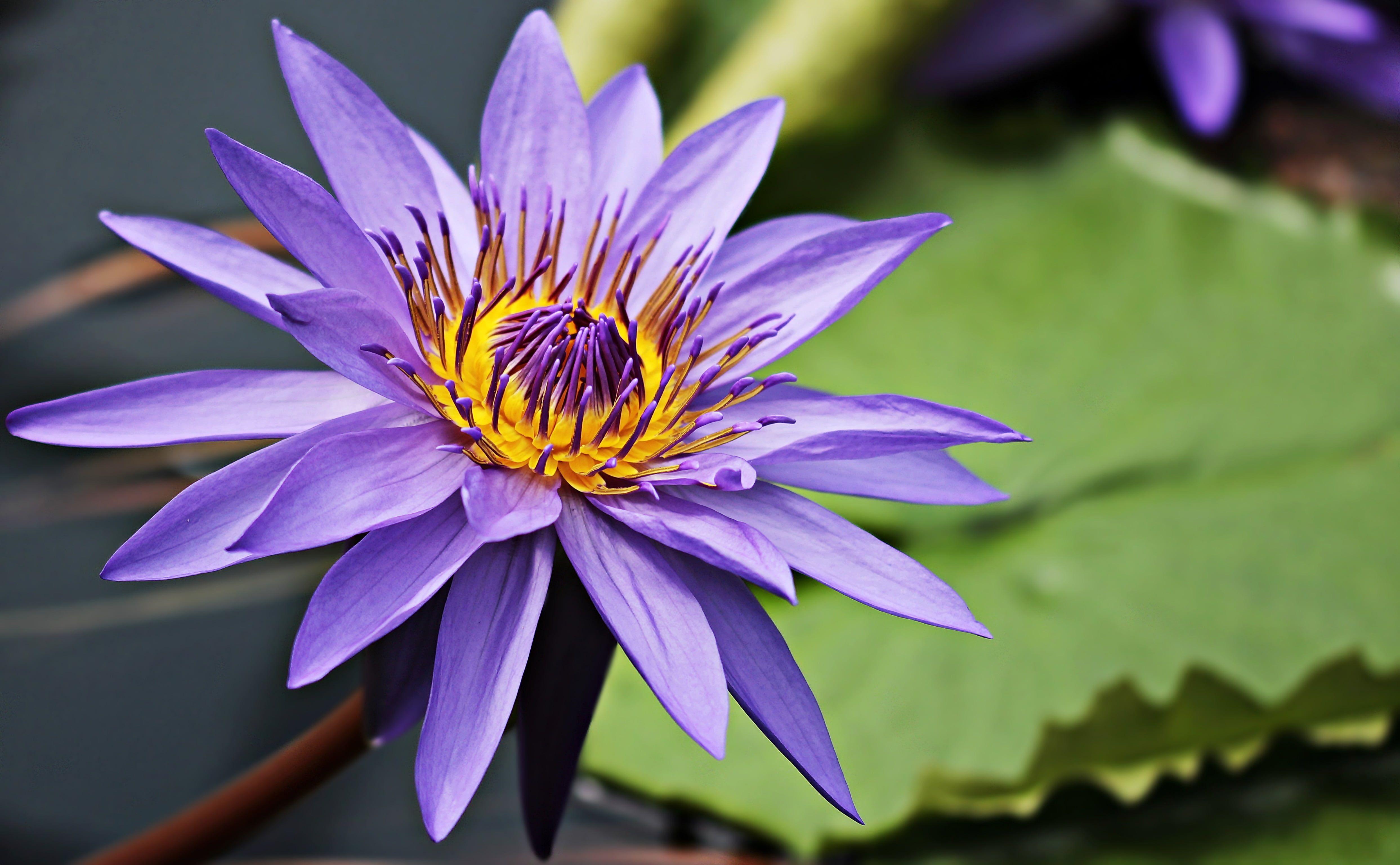 purple Lotus flower in closeup photo at daytime
