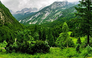 green leafed trees, forest, nature, landscape, Austria