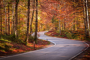 curve road between the brown and yellow leaf trees, Österreich HD wallpaper