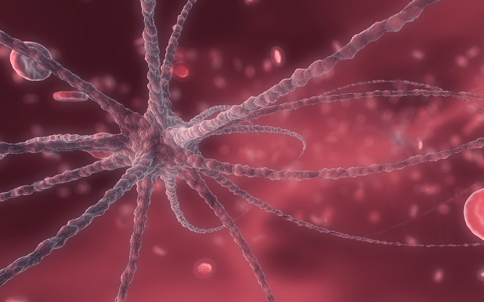 gray and red cell illustration HD wallpaper