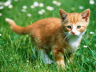 orange tabby kitten on grass