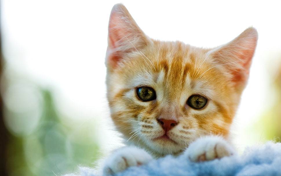 two brown-and-white tabby kittens, animals, cat HD wallpaper