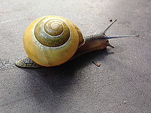 brown snail with yellow shell crawling on ground