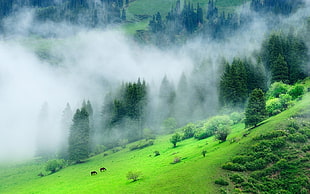 green forest mountain, nature, landscape, forest, mist