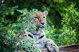 macro photography of Cheetah HD wallpaper