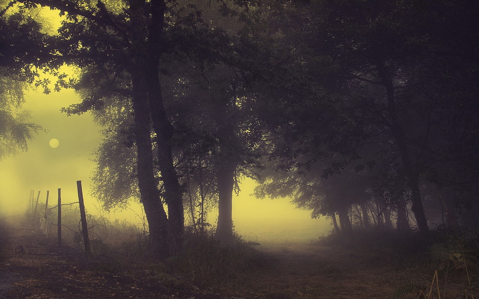 green trees, landscape, nature, mist, path HD wallpaper