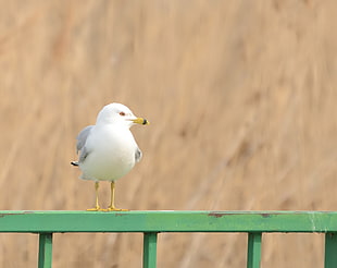 white seagull perching on green metal railing