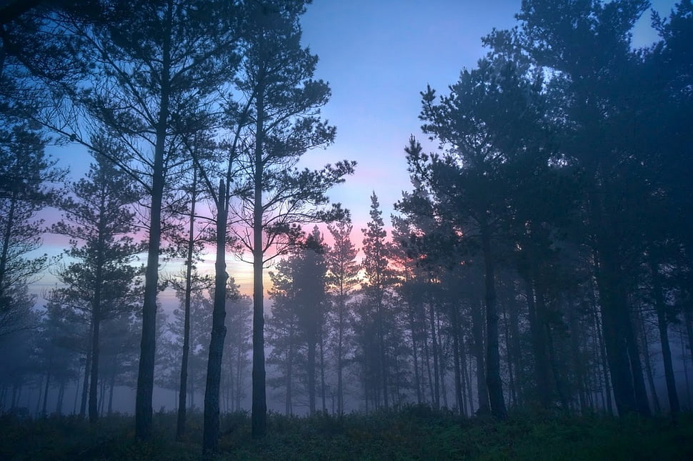 green trees, mist, forest, trees, shrubs HD wallpaper