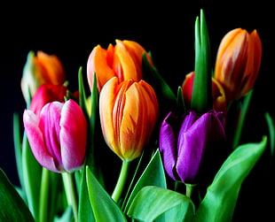 bundle of Tulips closeup photography