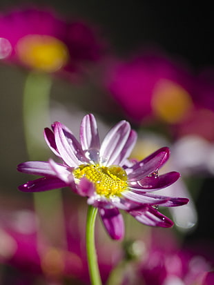 white-and-purple petaled flower close up focus photo