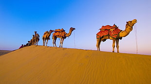 photo of a Camel convoy