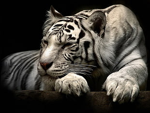 grayscale photo of Albino Tiger HD wallpaper