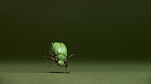 green beetle, green, insect, macro, animals HD wallpaper