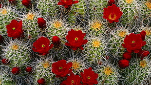 green cactus with red and orange flowers