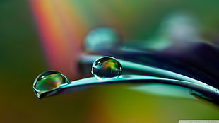 selective focus photography of water dew on leaf, macro, watermarked