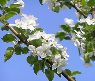 selective focus photo of white petaled flowers