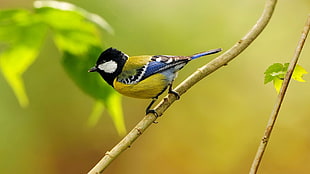 yellow and brown tit bird, animals, birds, branch