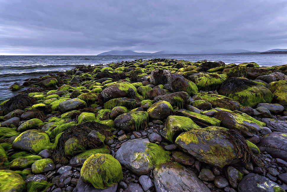 gray rocks, nature HD wallpaper