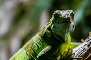 Iguana in shallow photography HD wallpaper