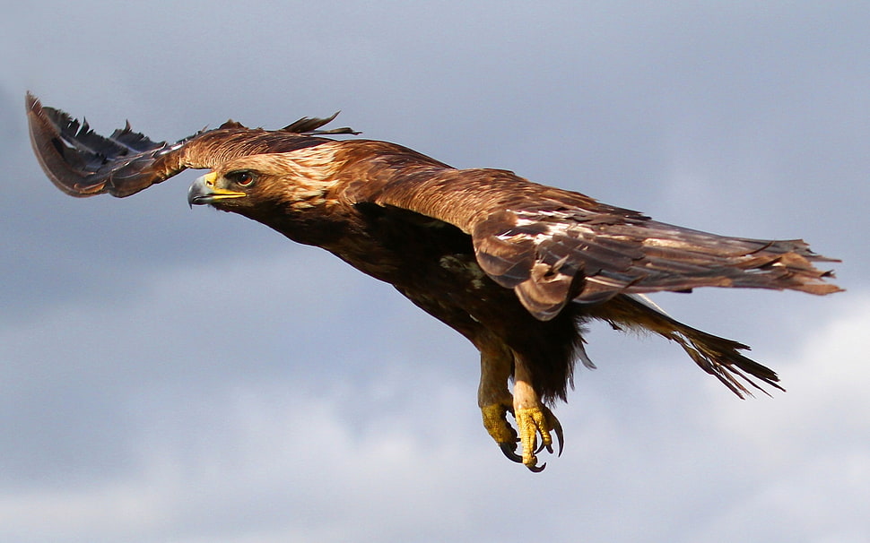 brown Bald eagle flying on sky HD wallpaper