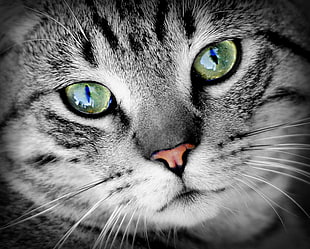 black and silver tabby cat in closeup photography