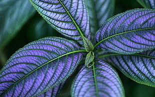 focus photography of purple leafed plant