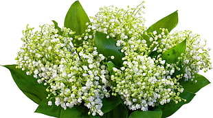 white and green petaled flowers HD wallpaper