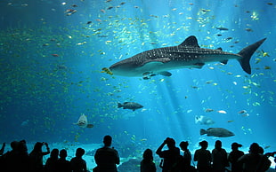 whale shark, animals, wildlife, nature, sea HD wallpaper