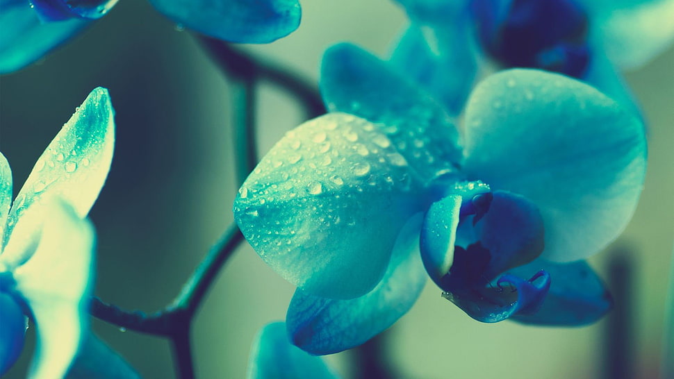 shallow focus photography of blue petaled flower HD wallpaper