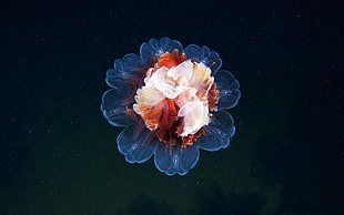 white and blue flower, photography, nature, flowers, jellyfish