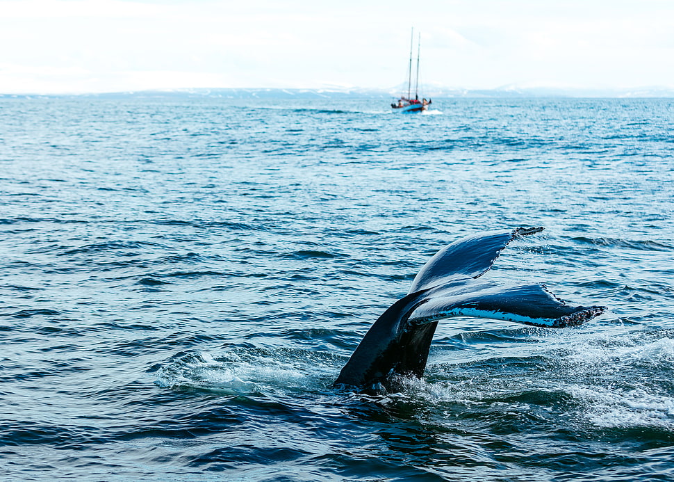 black whale tail, Whale, Fish, Predator HD wallpaper