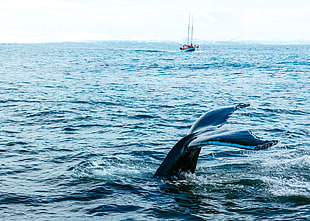 black whale tail, Whale, Fish, Predator