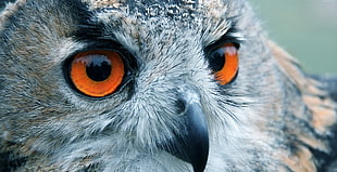 close up photo of white and beige owl