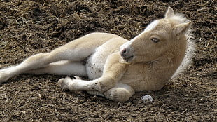 tan and white pony lying on brown soil during daytime