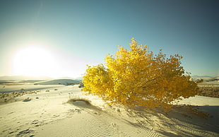 photo of yellow tree during day time