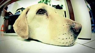 short-coated white dog, dog, face, fisheye lens, animals