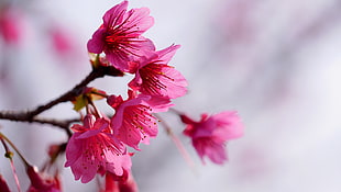 selective focus of pink petaled flowers HD wallpaper