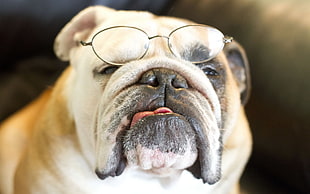 American Bulldog with silver steel frame eyeglasses