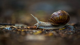 gray and brown snail HD wallpaper