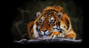 selective color of tiger photo