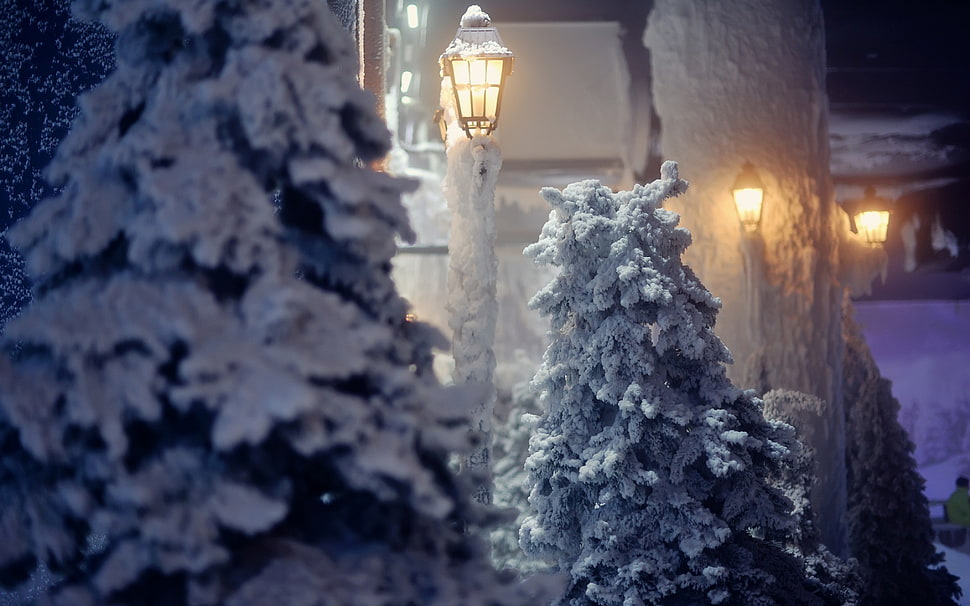snow-covered pine trees, winter HD wallpaper