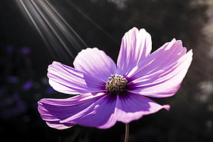 photography of purple flower during day time