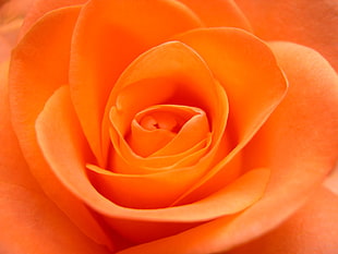 macro photo of orange Rose flower HD wallpaper