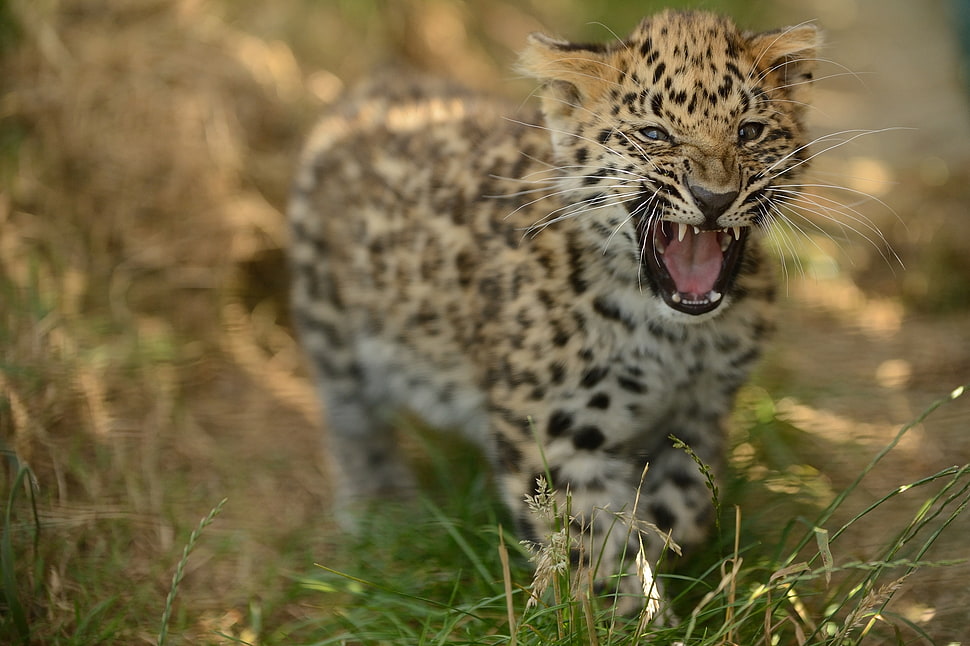 Leopard HD wallpaper