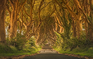 road between trees painting, Ireland, trees, green, road