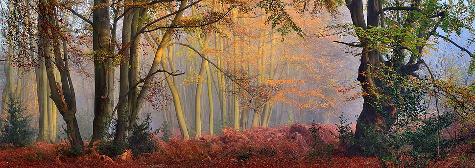 green leaf trees painting, mist, forest, fall, trees HD wallpaper