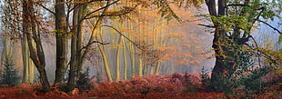 green leaf trees painting, mist, forest, fall, trees