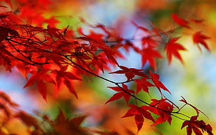 red autumn leaves, macro, nature, leaves, plants HD wallpaper